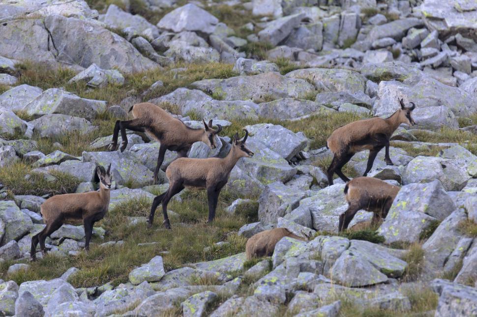 Free Image of A group of goats walking on rocks 