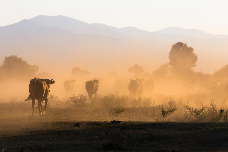 Free Image of A group of cows running in a field 