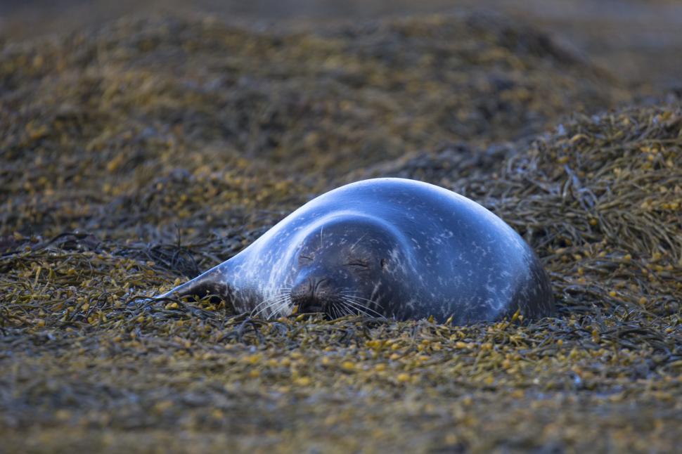 Free Image of A seal lying on the ground 