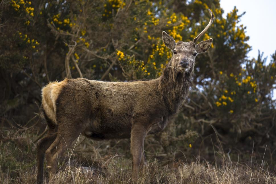 Free Image of A deer standing in a field 