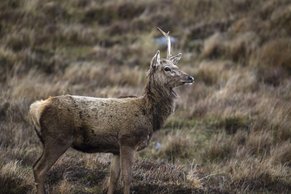 Free Image of A deer standing in a field 