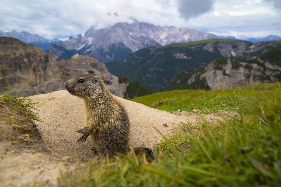 Free Image of A small animal standing on its hind legs 