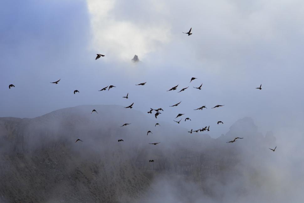 Free Image of A group of birds flying in the sky 