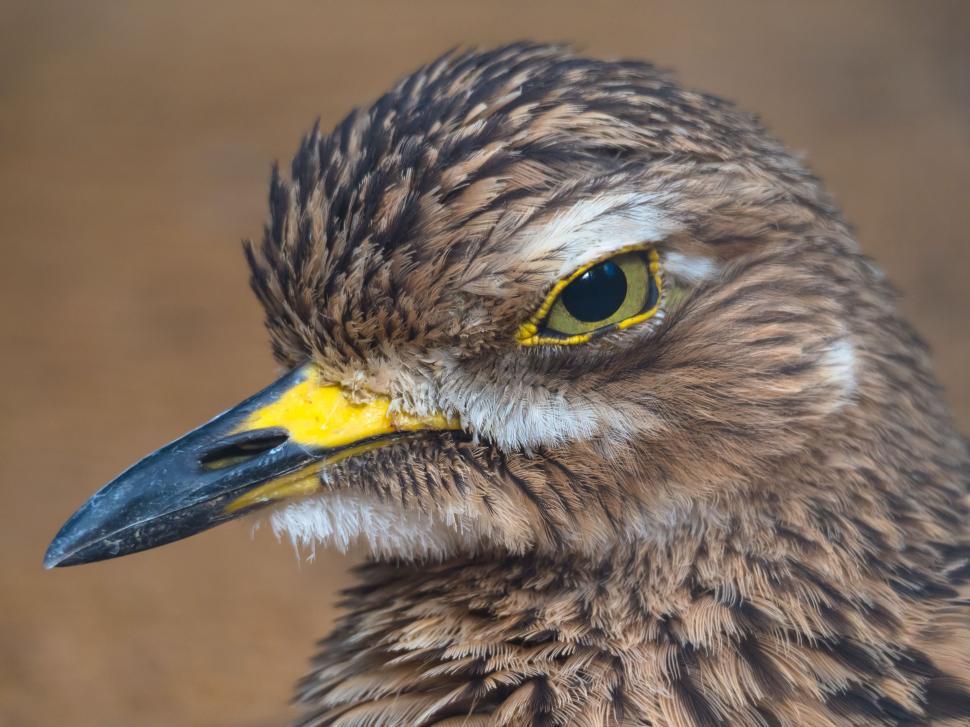 Free Image of A close up of a bird 