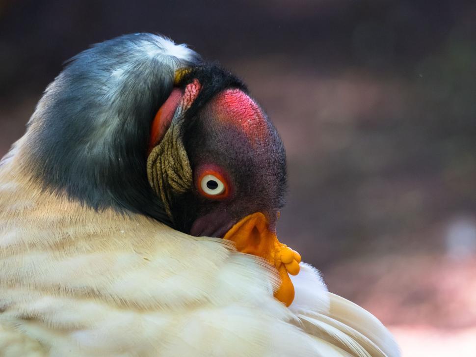 Free Image of A bird with a red beak 