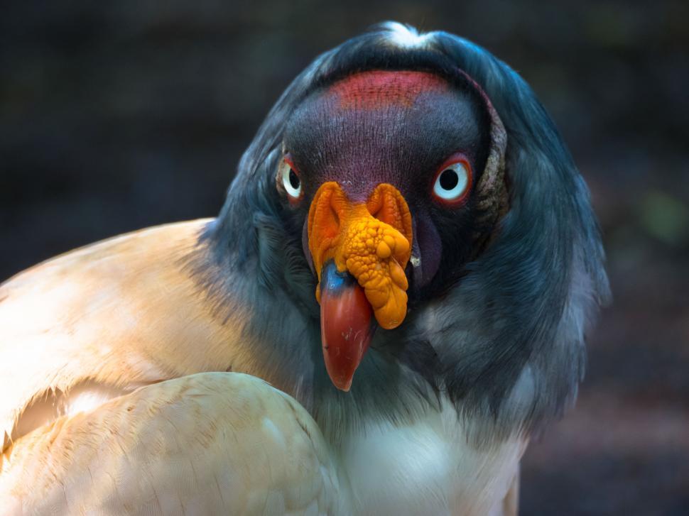 Free Image of A bird with a colorful beak 