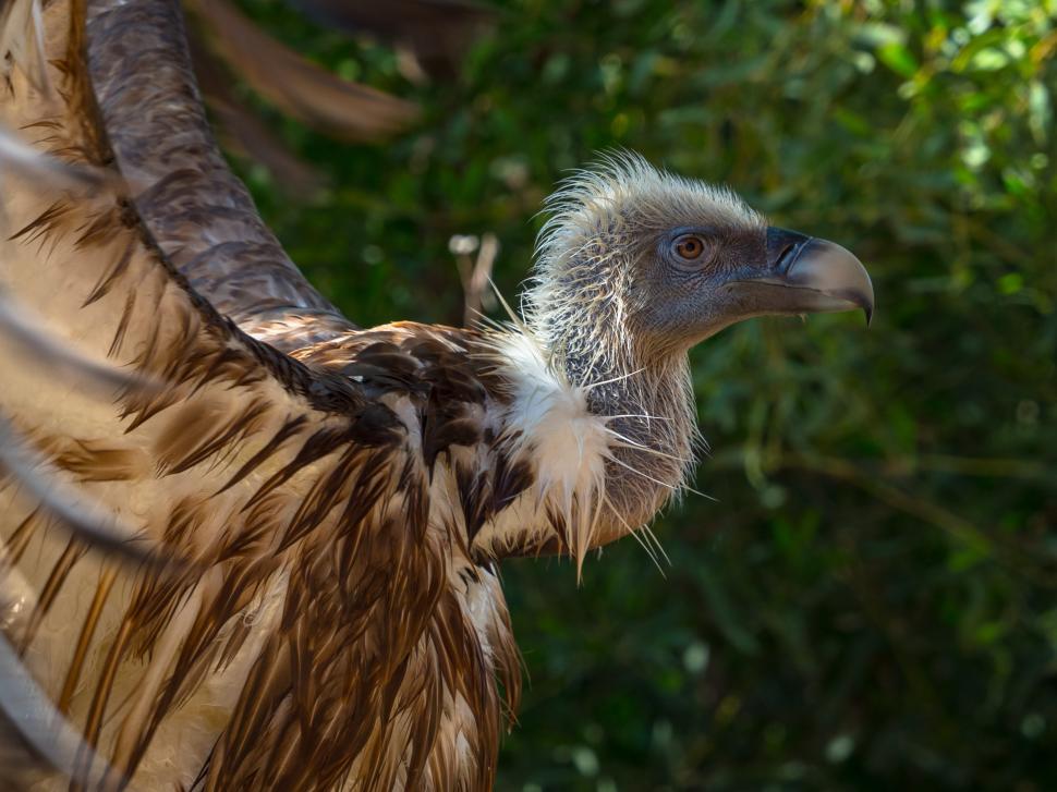 Free Image of A bird with its wings spread 
