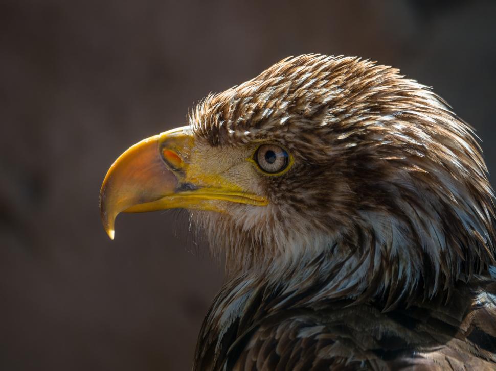 Free Image of A close up of a bird 