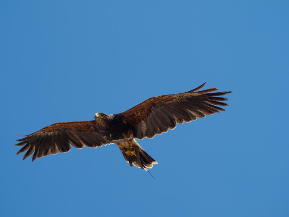 Free Image of A bird flying in the sky 