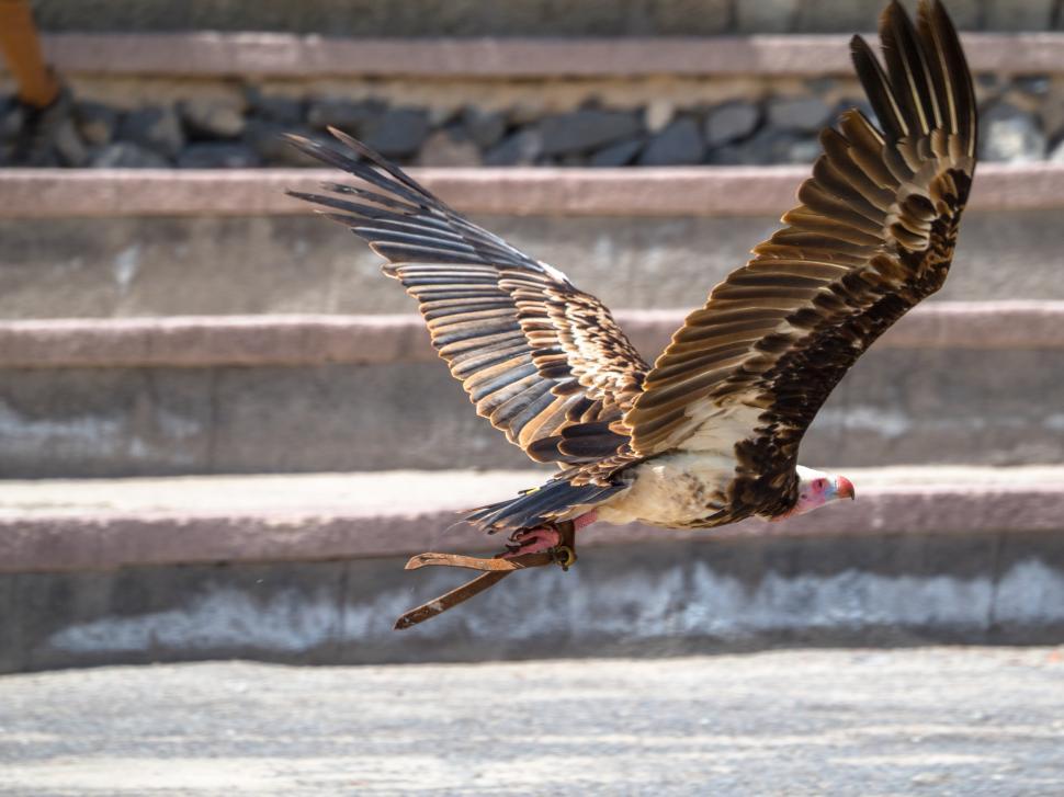 Free Image of A bird flying with a bird in its beak 