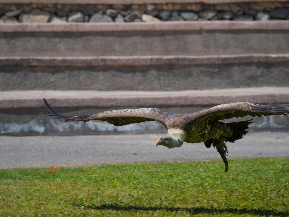 Free Image of A bird flying in the air 