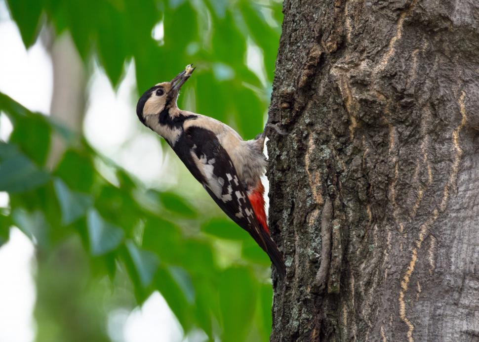 Free Image of A bird on a tree 