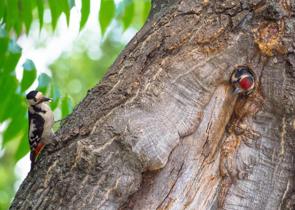 Free Image of A couple of birds on a tree 