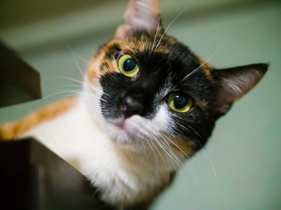 Free Image of A cat looking up at something 