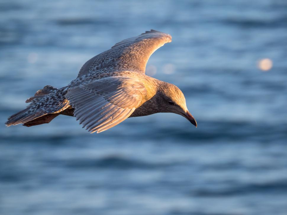 Free Image of A bird flying over water 