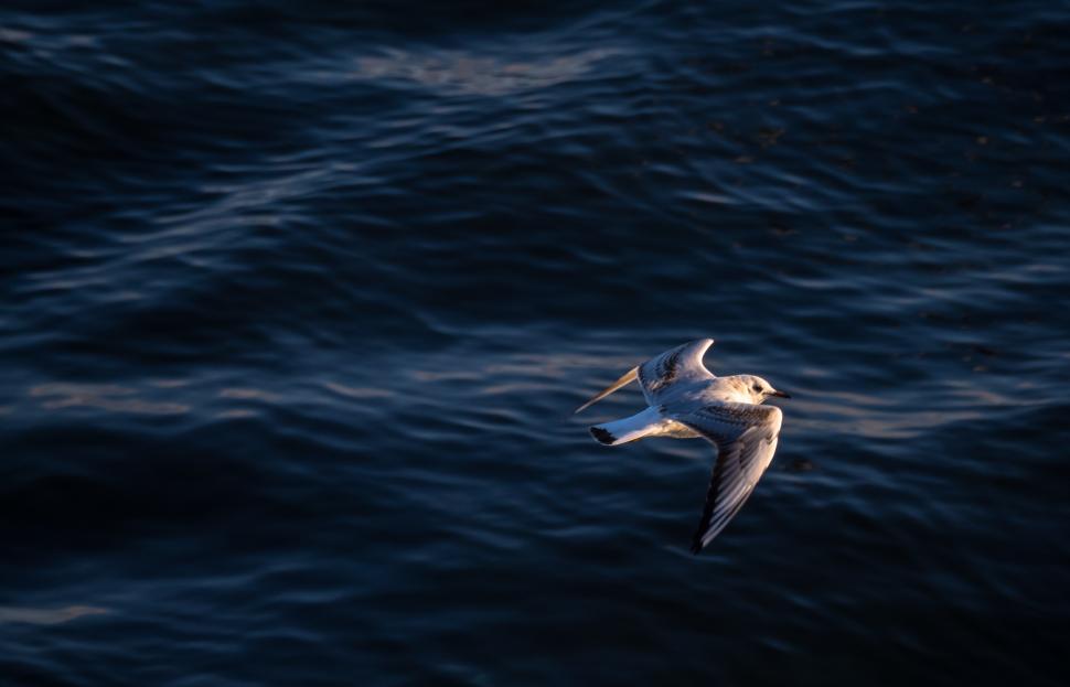 Free Image of A bird flying over water 
