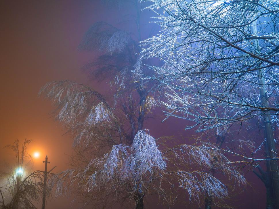 Free Image of A tree with snow on it 