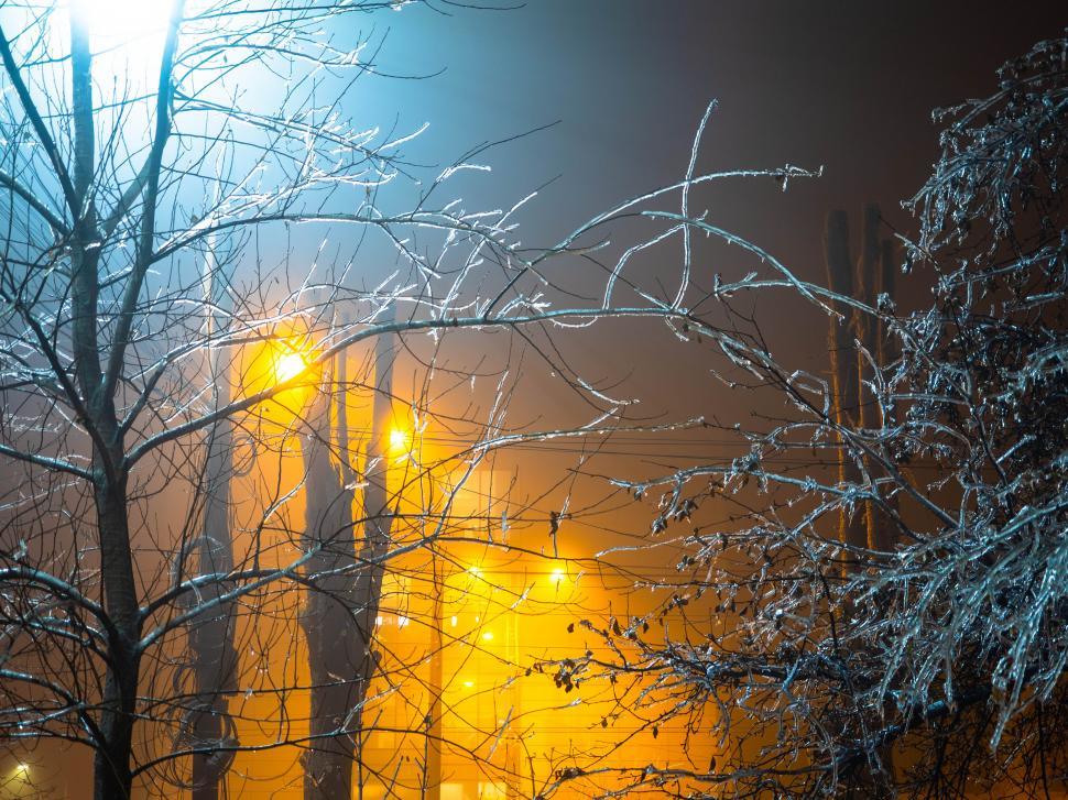 Free Image of A tree branches with snow on them 