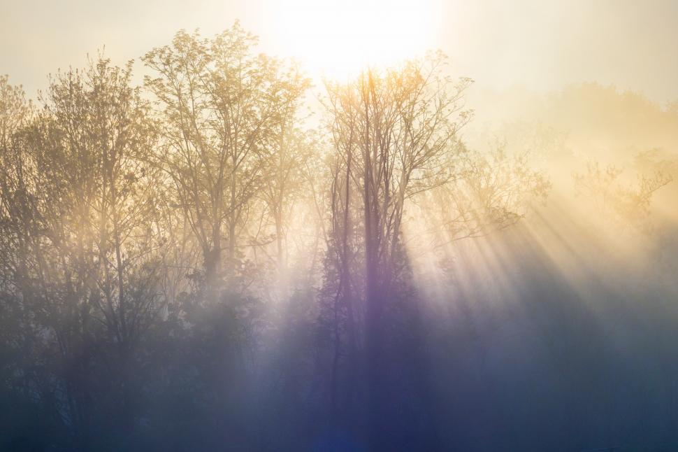 Free Image of Sun shining through the trees 