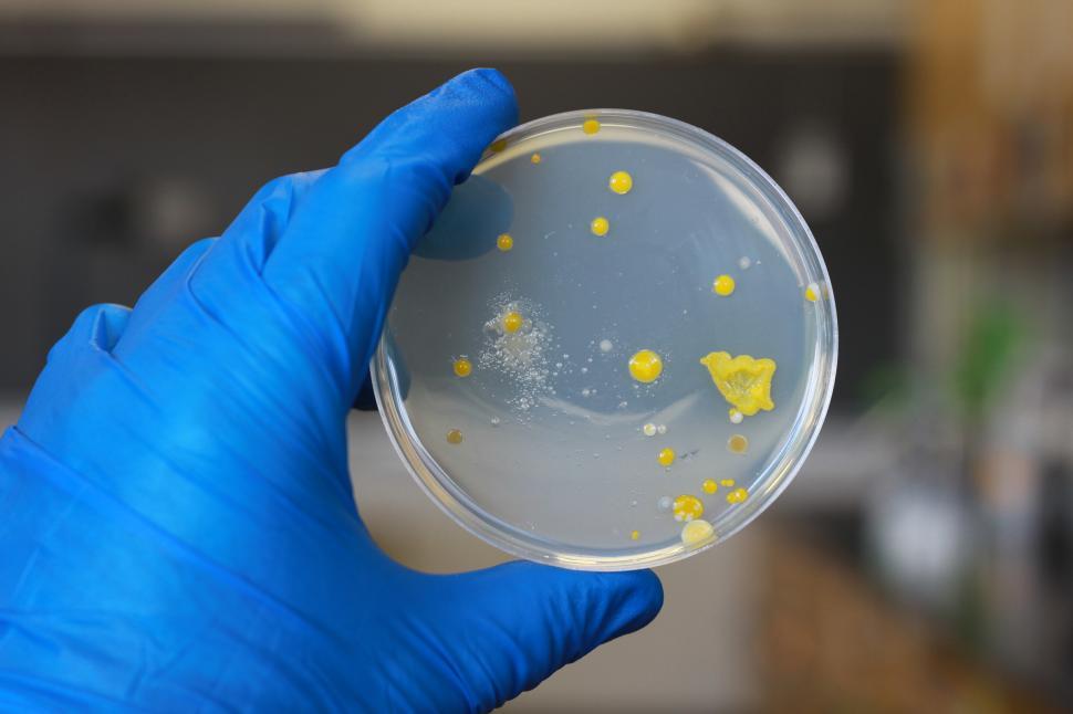Free Image of Beacteria 