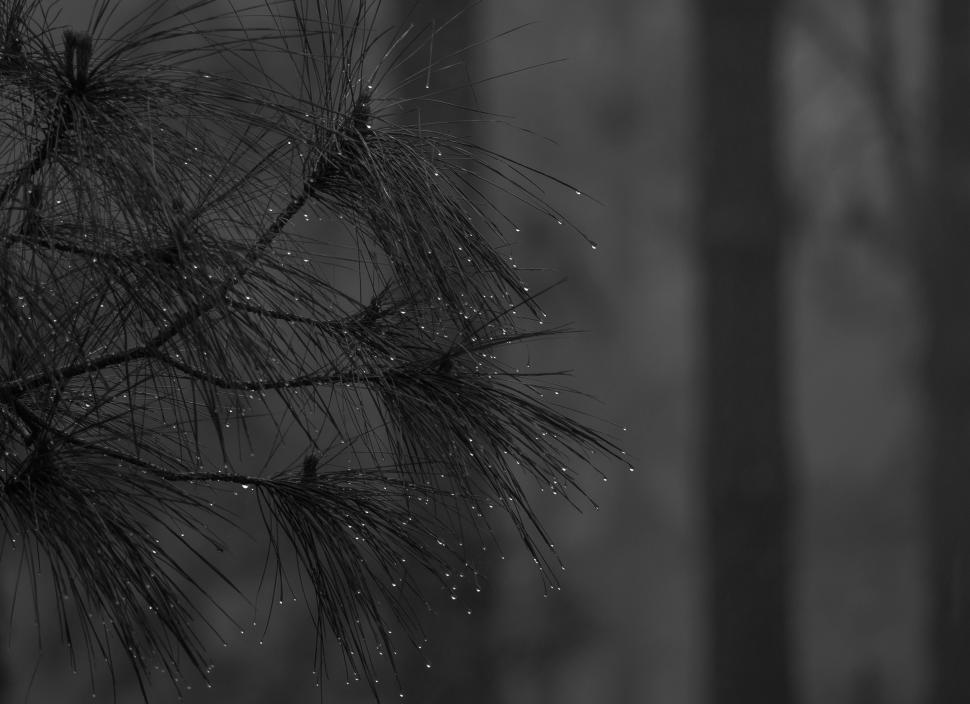 Free Image of A close up of a tree branch 