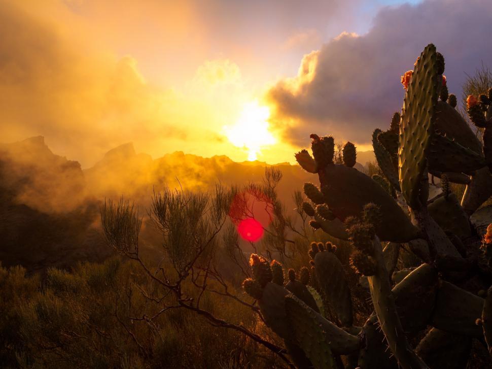 Free Image of A cactus in a desert 