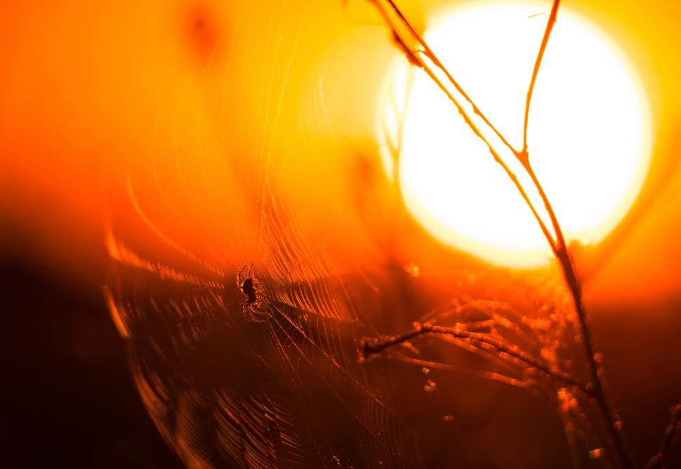 Free Image of A spider in a web 