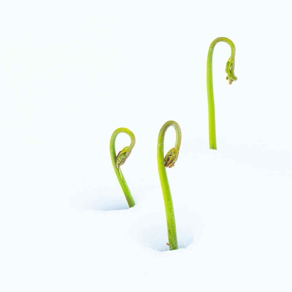 Free Image of A group of green plants growing out of snow 
