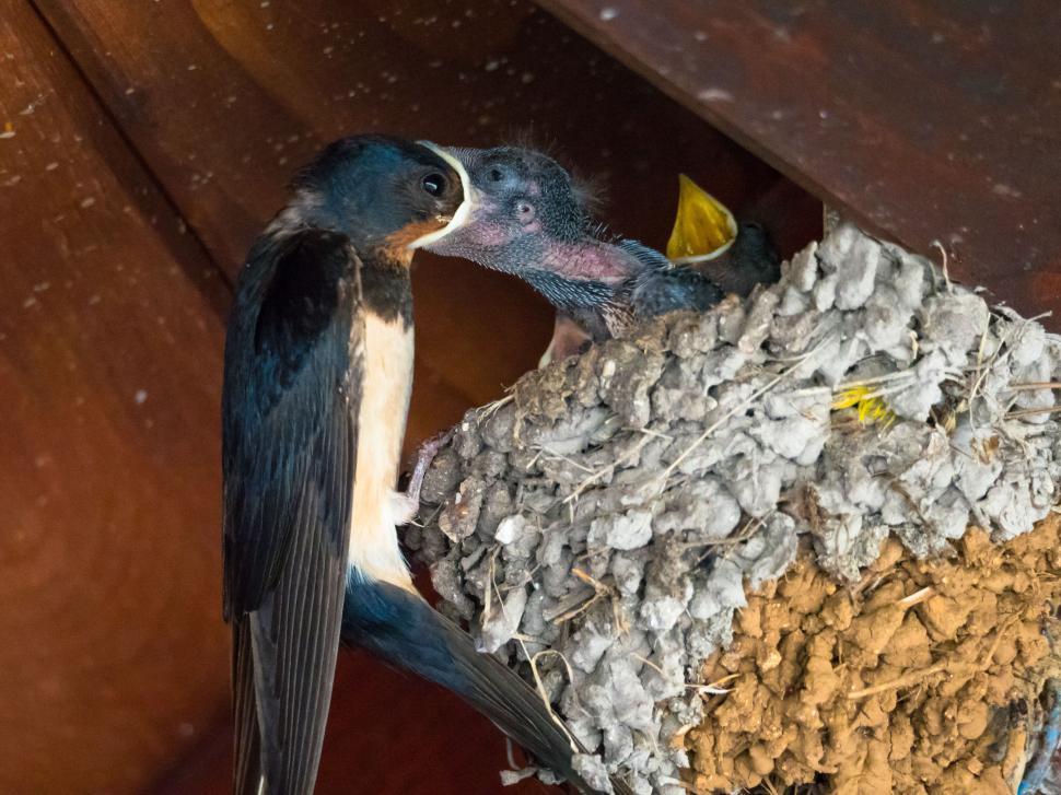 Free Image of A bird feeding a baby bird 