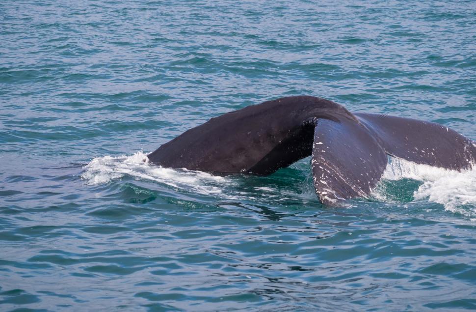 Free Image of A whale tail in the water 