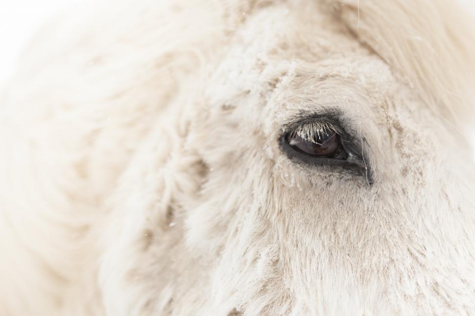 Free Image of A close up of an animal s eye 