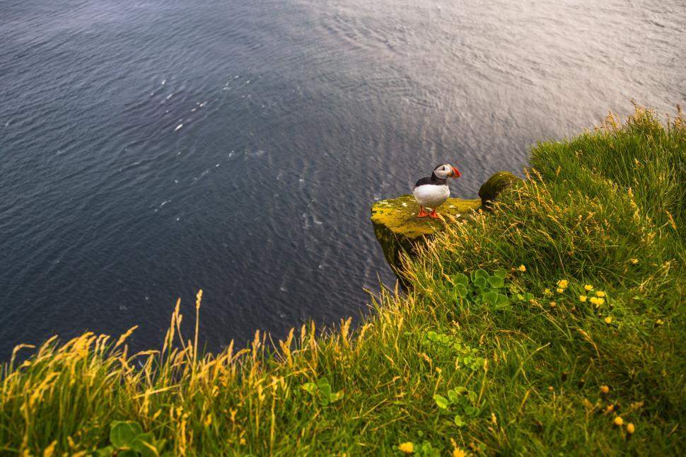 Free Image of A bird standing on a rock by water 