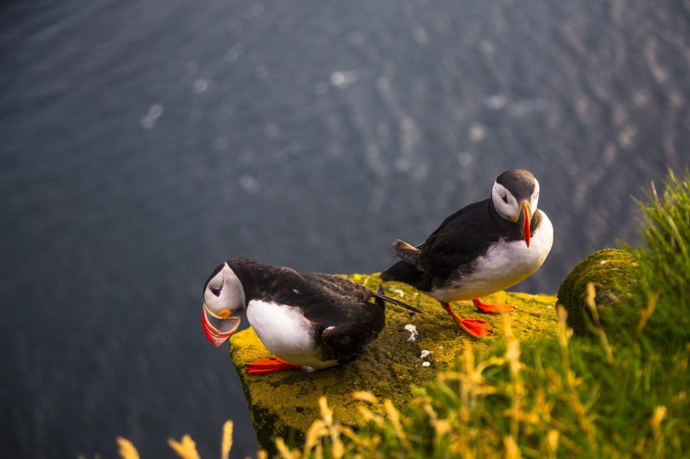 Free Image of Two birds standing on a rock 
