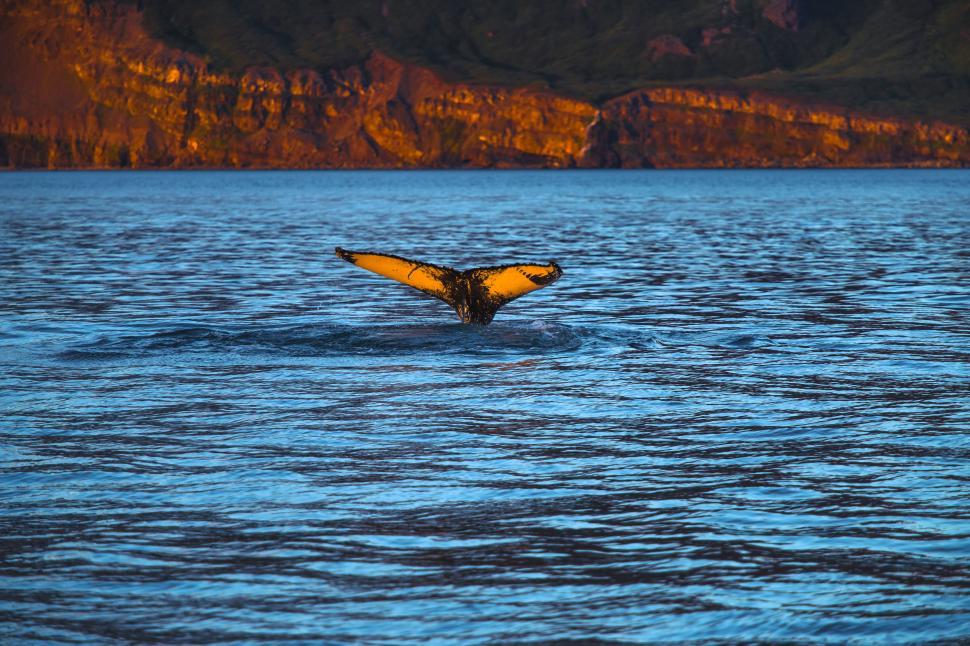 Free Image of A whale tail in the water 