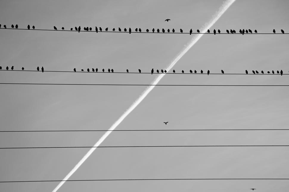 Free Image of A group of birds on power lines 