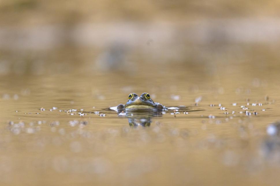 Free Image of A frog swimming in water 