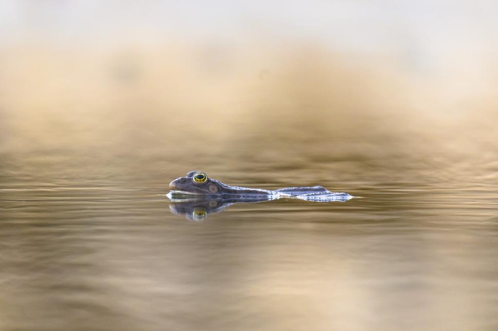 Free Image of A frog swimming in water 