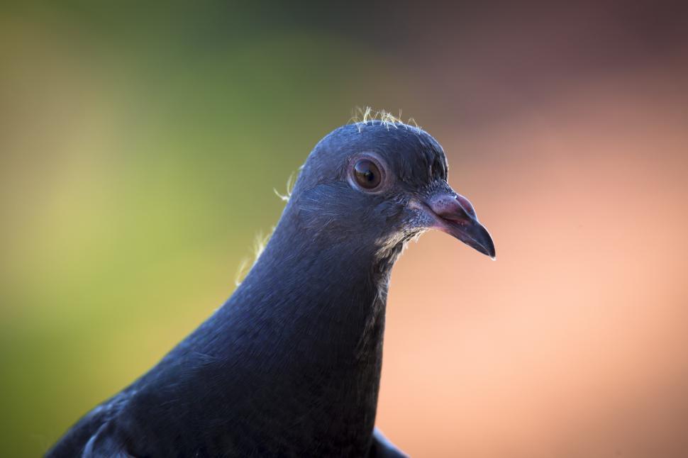 Free Image of A close up of a bird 