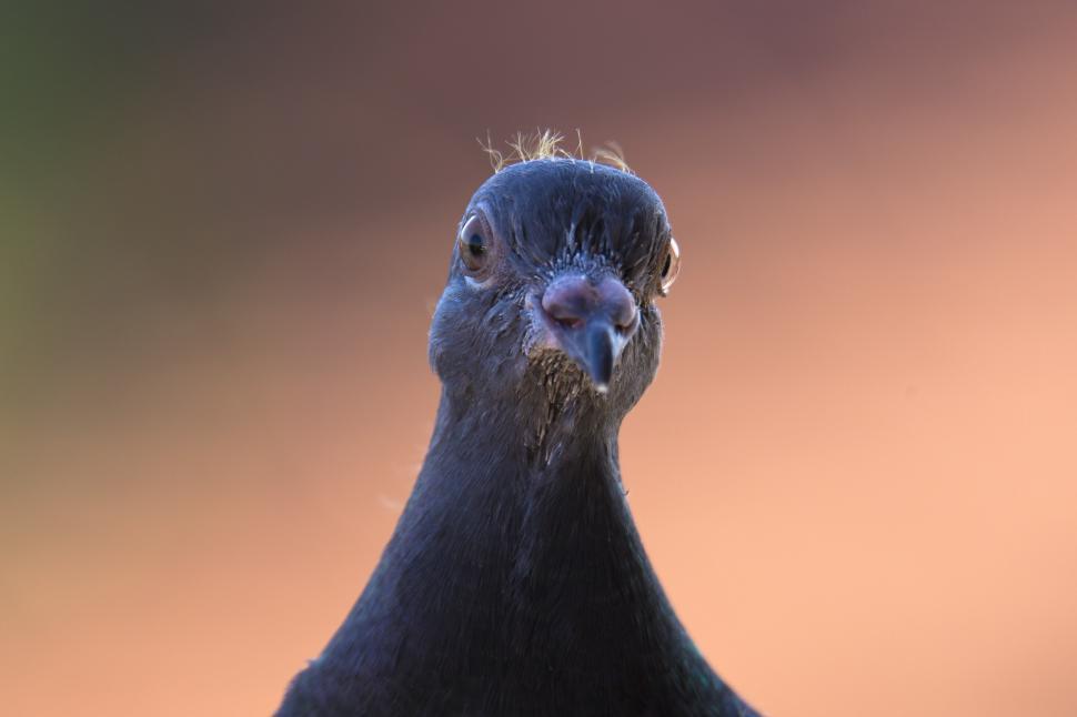 Free Image of A close up of a bird 