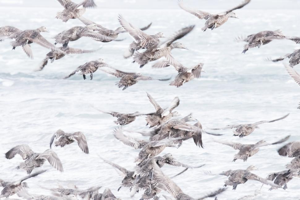 Free Image of A flock of birds flying over water 