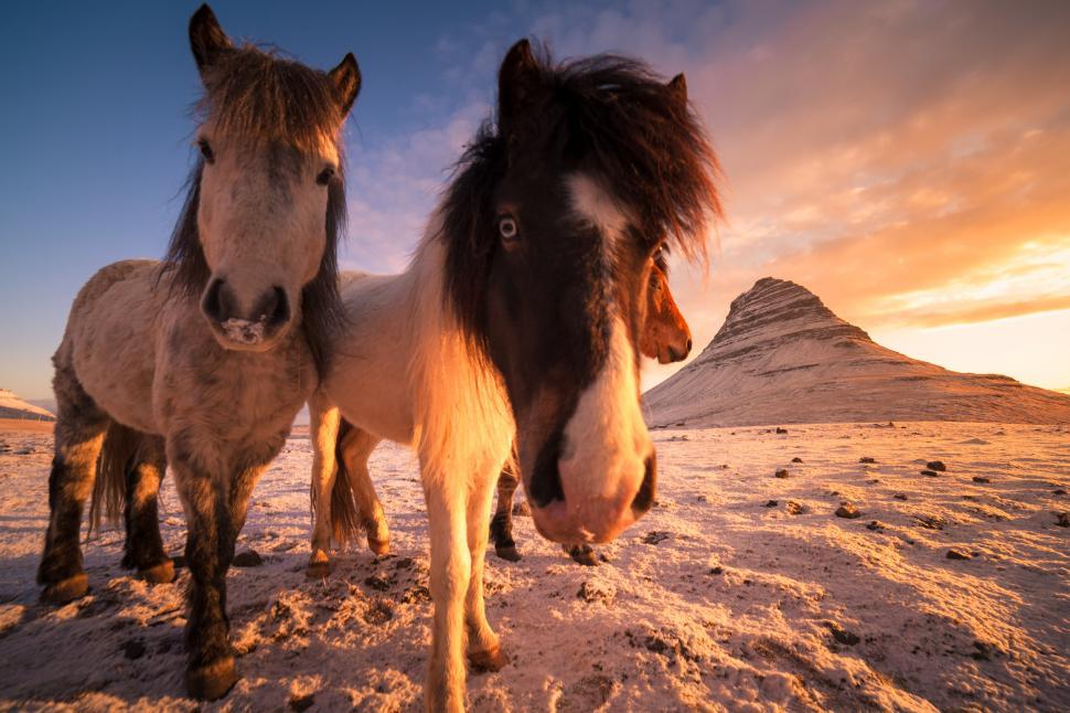 Free Image of Two horses standing in the snow 