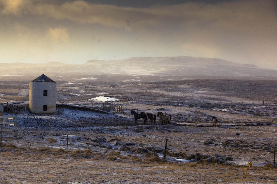 Free Image of A group of horses in a snowy field 