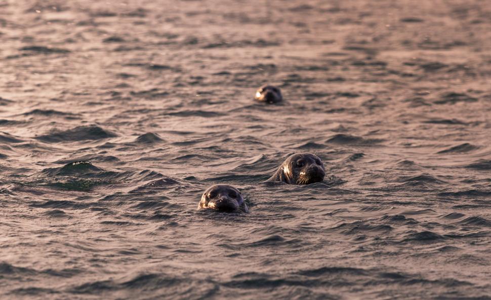 Free Image of Seals in the water 