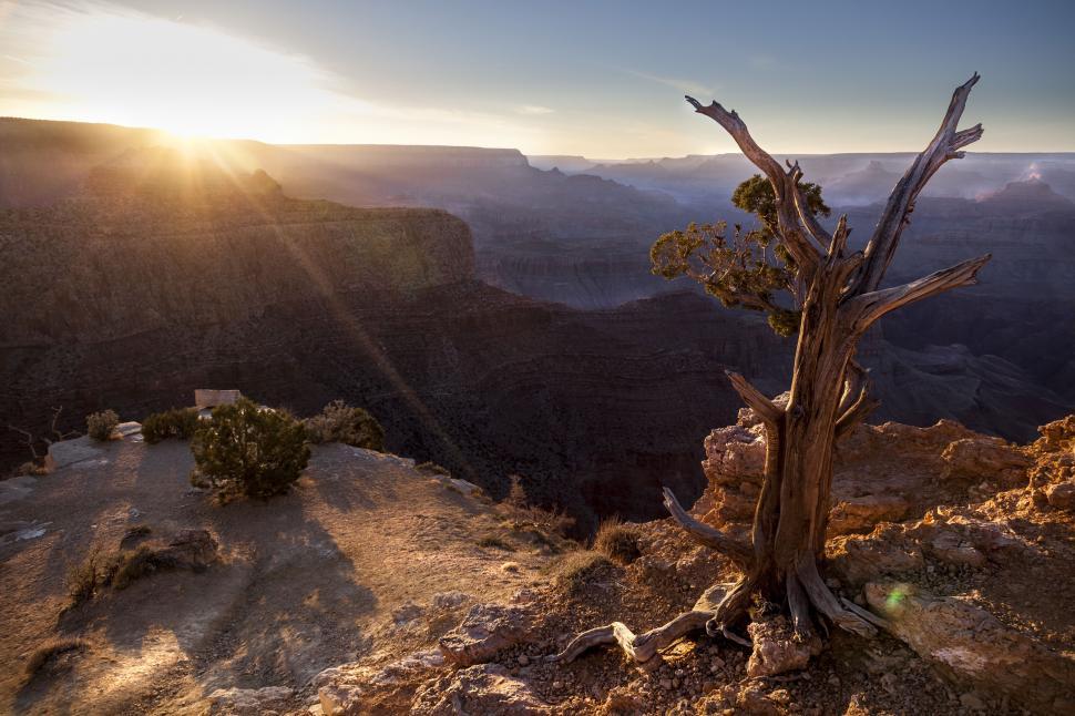 Free Image of A tree on a cliff 