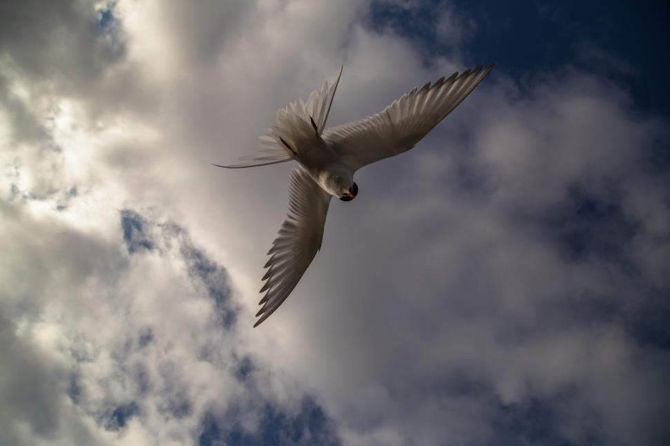 Free Image of A bird flying in the sky 