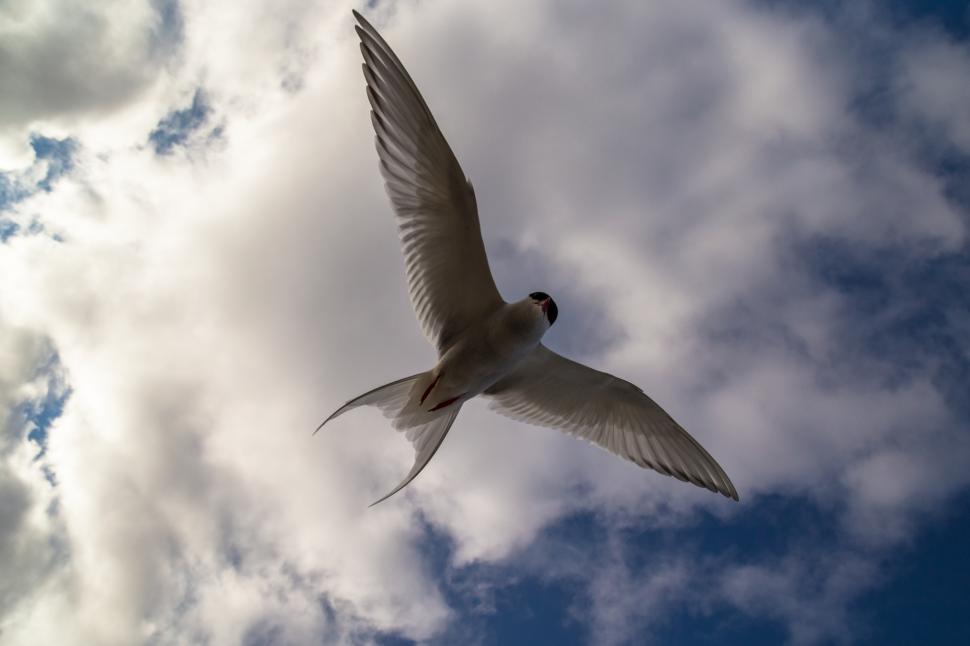 Free Image of A bird flying in the sky 