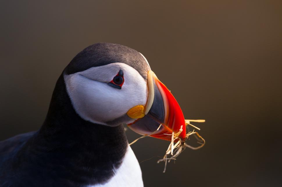 Free Image of A bird with a beak full of hay 