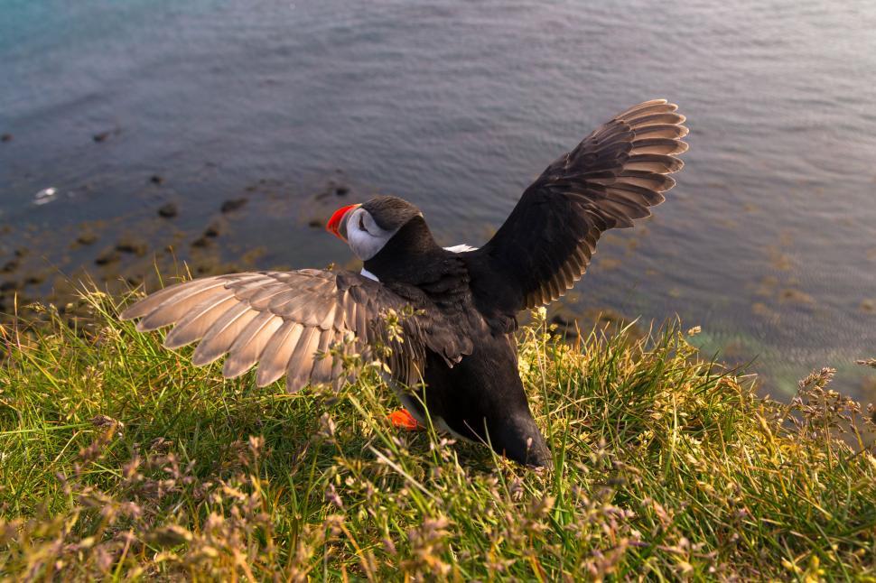 Free Image of A bird with its wings spread out 