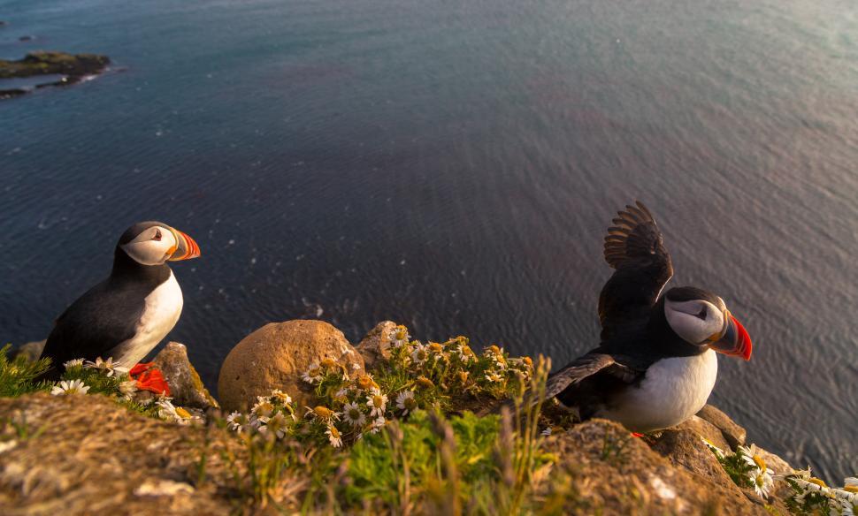 Free Image of Two birds on a cliff by the water 