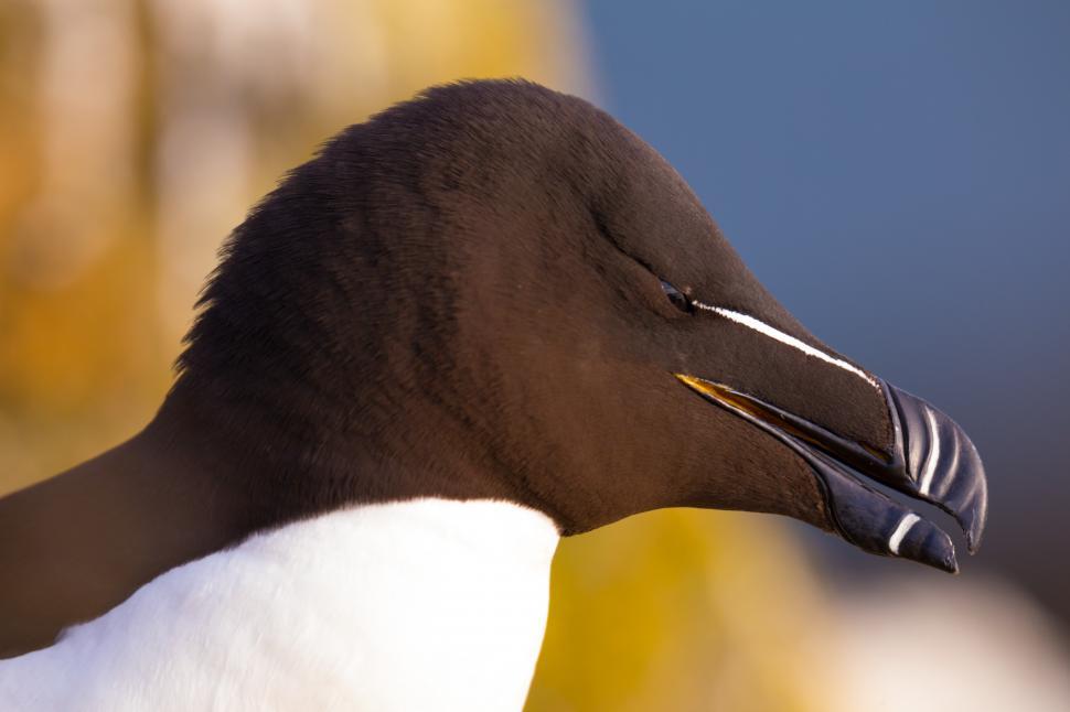 Free Image of A close up of a bird 